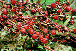 Successfully breeding 'food plants'