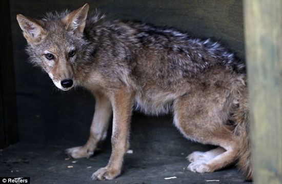 Successfully cloned 8 North American wolves