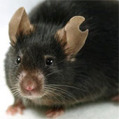 Successfully cloned mice from a drop of blood