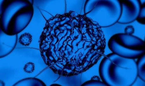 Successfully cultivated human kidneys in the laboratory