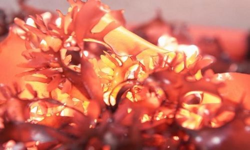 Successfully cultivated seaweed varieties that taste like bacon