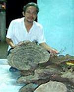 Successfully cultured 14 precious medicinal mushrooms