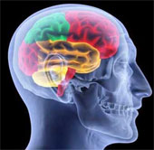 Successfully cultured human brain in the laboratory