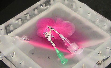 Successfully cultured human liver in the laboratory