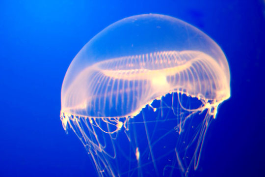 Successfully cultured new shaped jellyfish