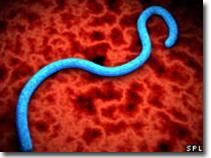 Successfully decode the Ebola virus genome