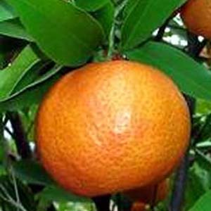 Successfully decode the genome of orange and tangerine plants