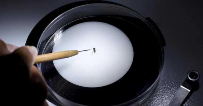 Successfully developed a vaccine against Zika virus