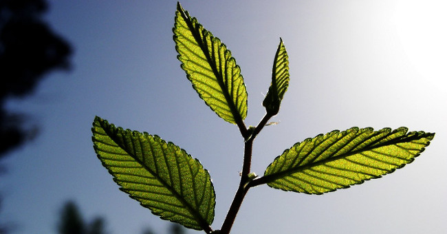 Successfully developed compounds that absorb CO2 faster than trees