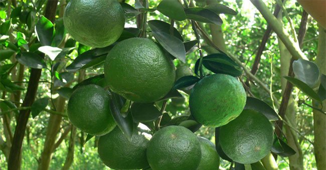 Successfully developed seedless oranges