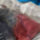 Successfully developed stainless steel mesh for water to flow through and keep the oil in place