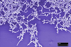 Successfully developed the method of rapid inspection of nanotube quality