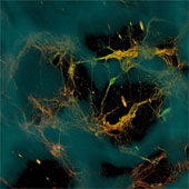 Successfully developed three-dimensional structural tissue