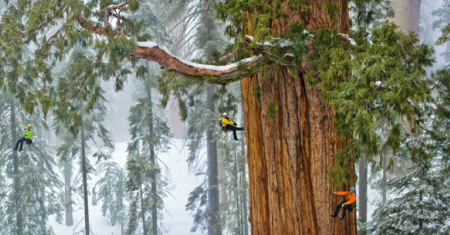 Successfully duplicated 20-storey trees, helping protect the environment