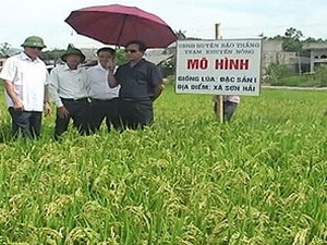 Successfully growing high quality rice varieties from Japan