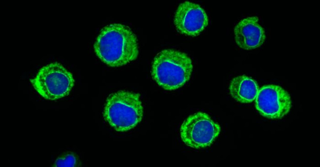 Successfully modulate drugs that can cure blood cancer