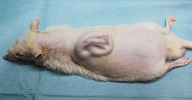 Successfully nourish human ears on mice