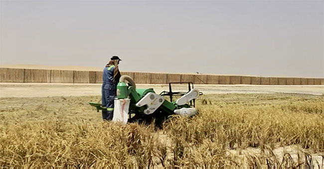 Successfully planted saline tolerant rice in Dubai