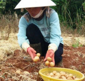 Successfully produced super-pure potatoes