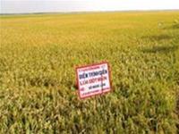 Successfully propagated fragrant Basmati rice varieties