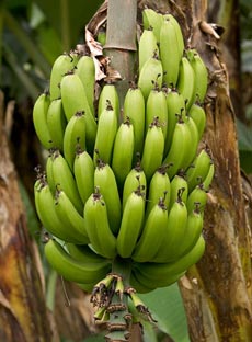 Successfully propagated the king's bananas