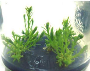 Successfully propagating an endangered plant species