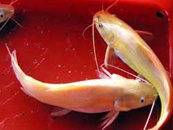 Successfully propagating specialty fish
