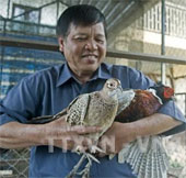 Successfully rearing red pheasant species in the Central Highlands