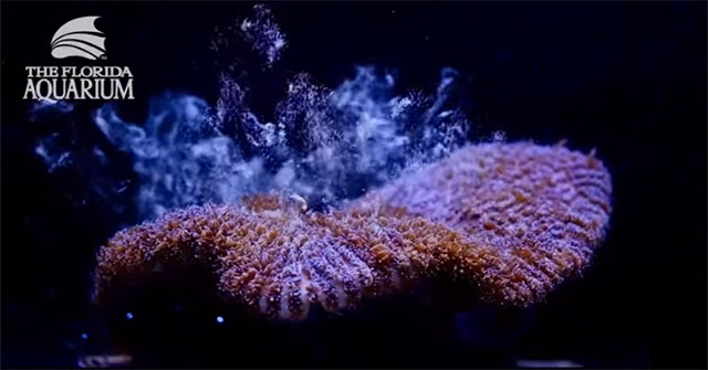 Successfully recreating endangered coral in the laboratory