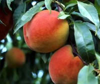 Successfully restored the peach variety of Mau Son