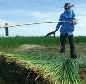 Successfully restored white cotton sedge in Nga Son