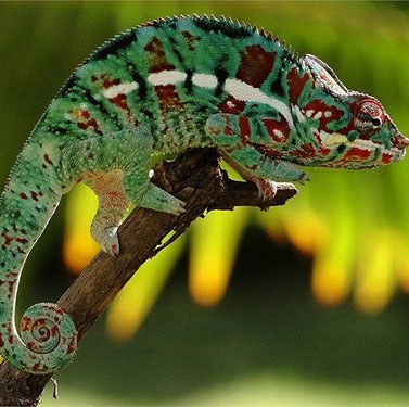 Successfully studied electronic skin to help disguise as gecko