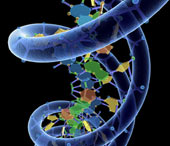 Successfully synthesized the world's first artificial DNA molecule