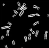 Successfully synthesizing DNA of eukaryotes