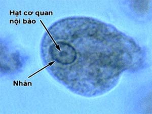 Successfully tested Amip parasitic vaccine