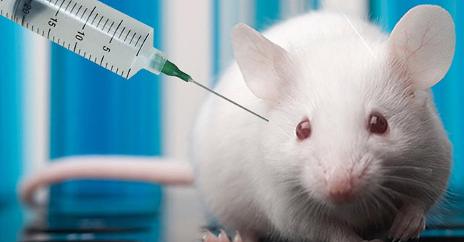 Successfully tested anti-cancer vaccines on animals
