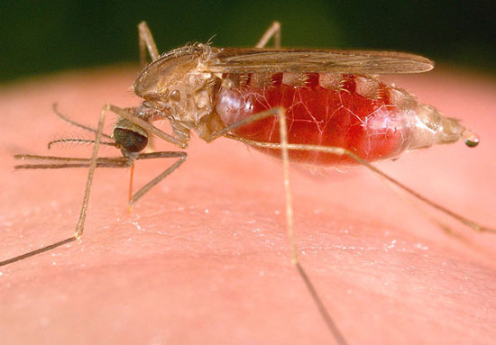 Successfully tested the vaccine against malaria