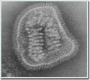 Successfully tested universal flu vaccine on people