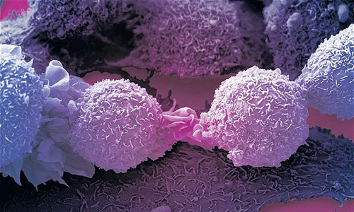 Successfully transform cancer cells into normal cells
