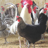 Successfully tried the VCN-G15 super egg chicken breed