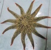 Suddenly discovered starfish