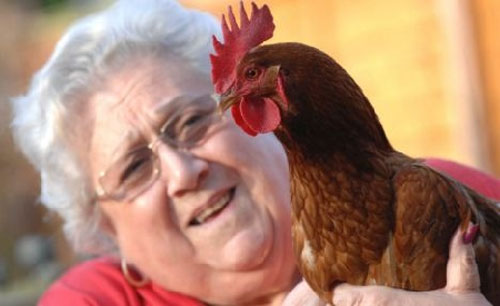 Suddenly transgender hens