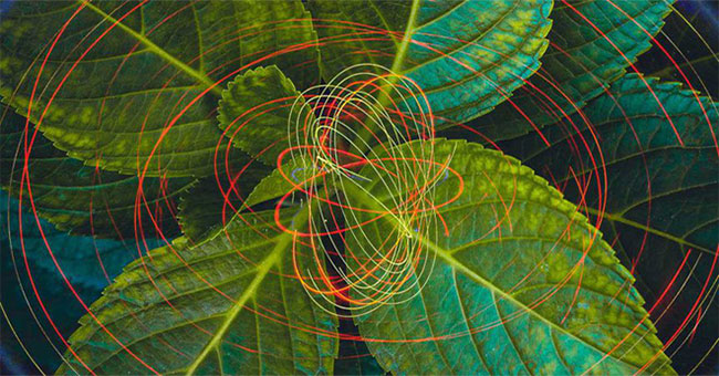Sugar, light and new fields of science help us not to depend on fossil fuels?