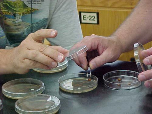 Sugar-coated antibiotics