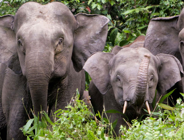 Sumatra elephants are standing on the brink of extinction