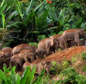 Sumatra elephants face an increased risk of extinction