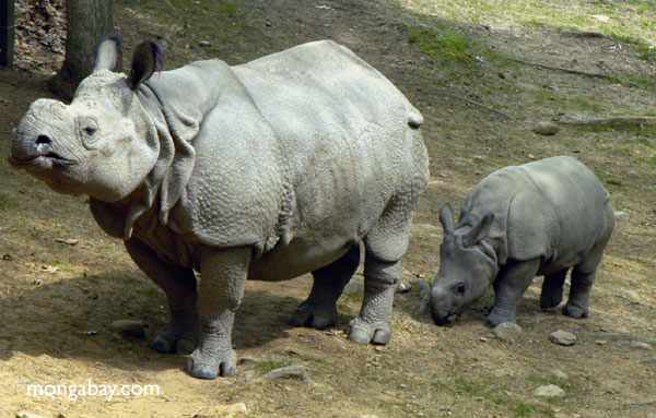 Sumatra rhinos in Malaysia are paired for breeding
