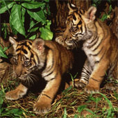 Sumatran tiger in Jambi may soon be extinct