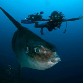 Sun fish, champion of achievement ... laying