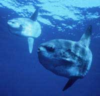 Sun fish